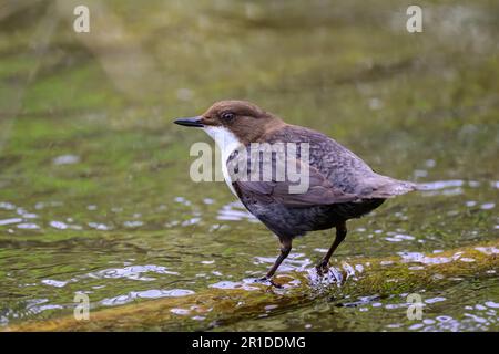 Dipper, Cincluss, arroccato su una roccia in un fiume. Foto Stock