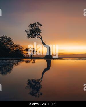 I mangrovie di Walakiri Beach, Sumba Island, Indonesia durante il tramonto e la bassa marea in luce soffusa. Chiamati alberi danzanti. Foto Stock