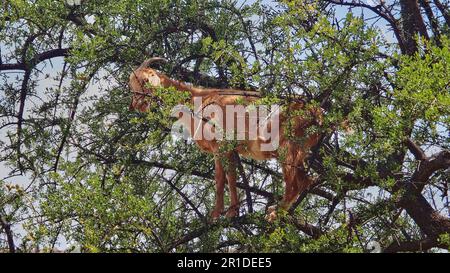 Capre in piedi e arrampicarsi in un albero di olio di argan e nutrirsi dalle foglie nella regione arida e asciutta del Marocco, gli alberi frutta è usato per produrre Foto Stock