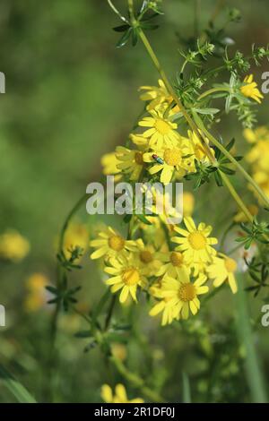 Scarabeo lucido su Groundsel giallo Foto Stock