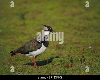 Lambendo un campo allagato locale dove ora si riproducono. Foto Stock