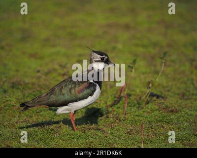 Lambendo un campo allagato locale dove ora si riproducono. Foto Stock