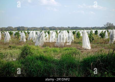 alberi di arancio in florida coperti con reti di insetto exclosures Foto Stock