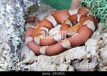 Trans-Pecos-Kupferkopf / Coperhead a fascia larga / pictigaster di Agkistrodon contortrix Foto Stock