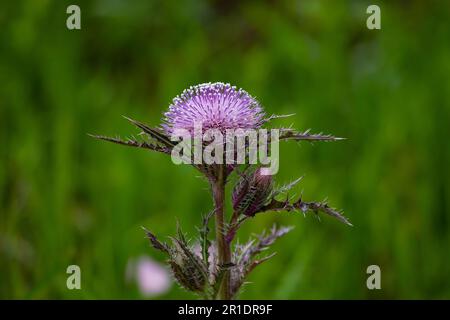 Focalizzazione selezionata sul primo piano di fiori di cardo viola e germogli con bokeh verde sullo sfondo al Lacassin National Wildlife Refuge Foto Stock