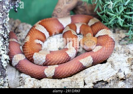 Trans-Pecos-Kupferkopf / Coperhead a fascia larga / pictigaster di Agkistrodon contortrix Foto Stock