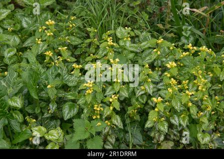 Arcangelo giallo variegato (Lamium galeobdolon) in fiore con macchie di foglie argentee, una specie vegetale invasiva, introdotta comune nei giardini, Berksh Foto Stock