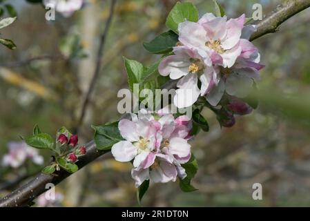 Fiore bianco e rosa su un melo da cucina Bramley (Malus domestica) con foglie giovani in primavera, Berkshire, maggio Foto Stock