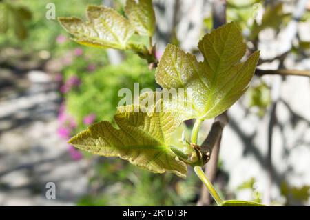 Giovani foglie di fico crescono sulla punta del ramo di fico, ficus carica, germogliando in primavera Foto Stock