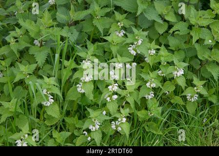 White Dead-Nettle (album Lamium) fiorito con le nettle pungenti (Urtica dioica) mescolato in per mostrare similarità delle foglie, Berkshire, maggio Foto Stock