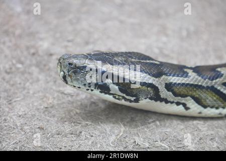 Dunkler Tigerpython / Python birmano / Python molurus bivittatus Foto Stock