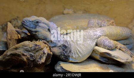 San Esteban Schwarzleguan / San Esteban spinytail iguana / Ctenosaura conspicuosa Foto Stock