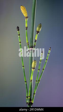 Macro vista dei germogli di corse ippica (Equisetum hyemale) in primavera. Gli oggetti ovoidi sono i corpi fruttificanti spore-formanti, o strobili. Foto Stock