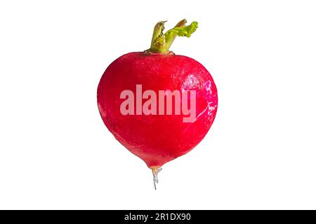Fresco di ravanello rosso intero isolato su sfondo bianco. Foto Stock