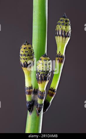 Macro vista dei germogli di corse ippica (Equisetum hyemale) in primavera. Gli oggetti ovoidi sono corpi fruttificanti immaturi spore-formanti, o strobi. Foto Stock