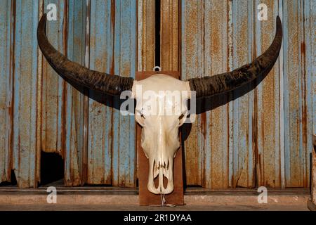 Cranio di bufalo d'acqua con corna lunghe. Sfondo dell'otturatore in metallo blu arrugginito Foto Stock