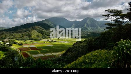 Campi di Taro nella Valle di Hanalei sull'isola di Kauai Foto Stock