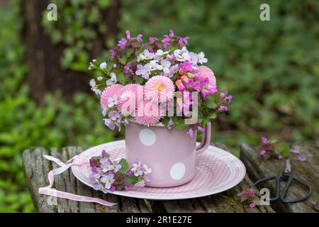 bouquet di perennis rosa bellis, orriero nero, bergenia e fiamminghe di prato in tazza di smalto Foto Stock