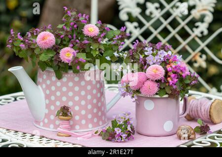 composizione floreale con bouquet di perennis di bellis rosa, orriero nero, bergenia e fiamminghe di prato Foto Stock