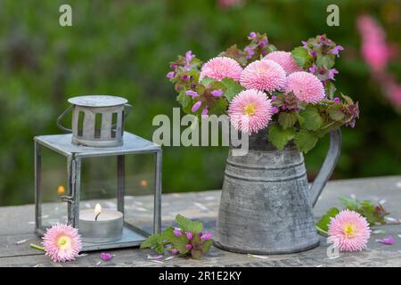 arrangiamento con bouquet di fiori di campanili rosa e levriero nero e lanterna vintage Foto Stock