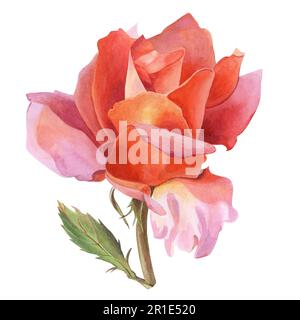 Un fiore di rosa con petali arancio-rosa su un ramoscello con una foglia. Illustrazione acquerello, disegnata a mano. Per la progettazione di inviti di nozze, cartoline, etс Foto Stock