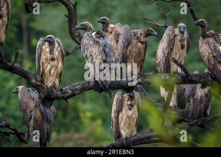 Gruppo di avvoltoi bianchi su un ramo sotto la pioggia nel Parco Nazionale di Kruger, Sudafrica; Gipes africanus di specie famiglia di Accipitridae Foto Stock