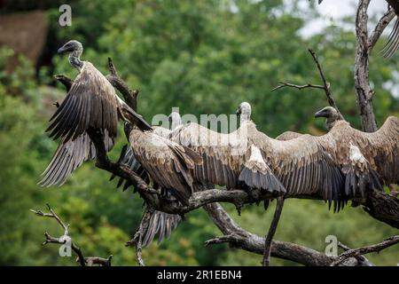 Gruppo di avvoltoi bianchi che spalancano le ali a piuma secca nel Parco Nazionale di Kruger, Sudafrica; specie Gyps africanus famiglia di Accipitridae Foto Stock