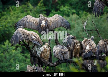 Gruppo di avvoltoi bianchi su un ramo sotto la pioggia nel Parco Nazionale di Kruger, Sudafrica; Gipes africanus di specie famiglia di Accipitridae Foto Stock