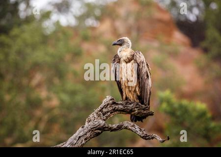 Avvoltoio bianco appollaiato su ramo morto sotto la pioggia nel Parco Nazionale di Kruger, Sudafrica; palestre speciali africanus famiglia di Accipitridae Foto Stock