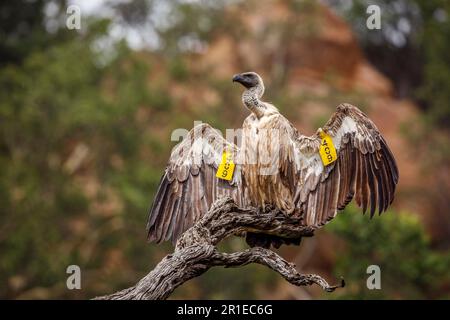 Avvoltoio bianco che sparge le ali sotto la pioggia nel Parco Nazionale di Kruger, Sud Africa; specie Gyps africanus famiglia di Accipitridae Foto Stock