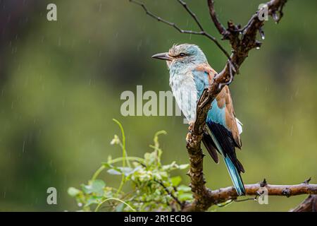 Rullo europeo in piedi sotto la pioggia isolato in fondo naturale nel Parco Nazionale di Kruger, Sudafrica; specie Coracias garrulus famiglia di Cora Foto Stock