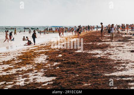 Turisti e alghe marine coprono la spiaggia di Tulum, Messico. La fioritura delle alghe di Sargassum è aumentata a causa del deflusso di nitrati nell'oceano Foto Stock