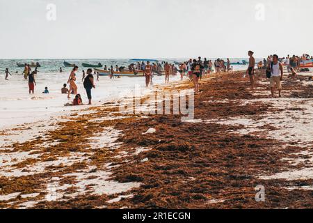 Turisti e alghe marine coprono la spiaggia di Tulum, Messico. La fioritura delle alghe di Sargassum è aumentata a causa del deflusso di nitrati nell'oceano Foto Stock