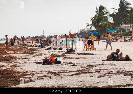 Turisti e alghe marine coprono la spiaggia di Tulum, Messico. La fioritura delle alghe di Sargassum è aumentata a causa del deflusso di nitrati nell'oceano Foto Stock