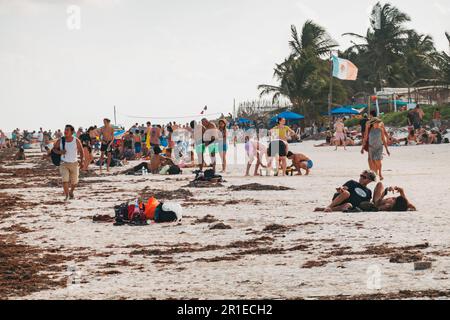 Turisti e alghe marine coprono la spiaggia di Tulum, Messico. La fioritura delle alghe di Sargassum è aumentata a causa del deflusso di nitrati nell'oceano Foto Stock