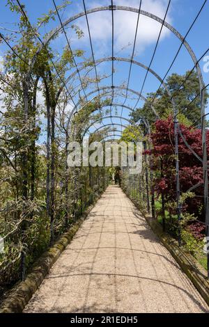 La passeggiata Trellis con diverse varietà di glicine in crescita, presso i giardini storici sulla tenuta Trentham, Stoke-on-Trent, Staffordshire Regno Unito. Foto Stock