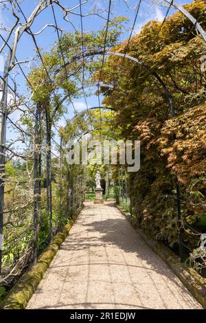 La passeggiata Trellis con diverse varietà di glicine in crescita, presso i giardini storici sulla tenuta Trentham, Stoke-on-Trent, Staffordshire Regno Unito. Foto Stock