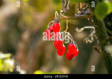 Un primo piano di bacca di ribes matura appeso a un lussureggiante ramo di albero verde Foto Stock