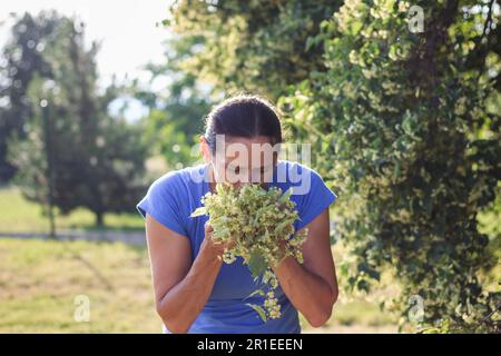 La donna odora il fiore di tiglio raccolto. Raccolto di erbe per medicina alternativa Foto Stock