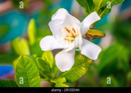 Bello fiore bianco Gardenia jasminoides (capo gelsomino) come decorazione del giardino. Primo piano Foto Stock