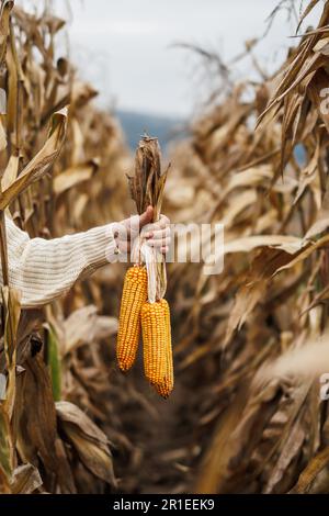 Pannocchie di mais. Coltivatori mano che tiene granturco in campo agricolo. Raccolto autunnale Foto Stock