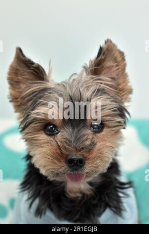 Primo piano della camicia Yorkie Foto Stock