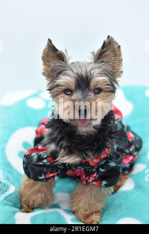 Old Yorkie in fiore vestito fronte Foto Stock