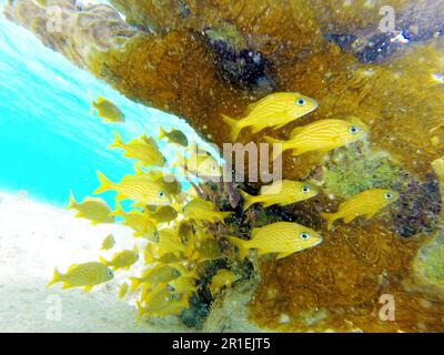 Vita subacquea, immagine colorata che mostra un gruppo di pesci gialli che nuotano vicino a una barriera corallina molto colorata, acqua turchese sullo sfondo Foto Stock