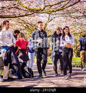 Le persone che visitano la fioritura primaverile dei ciliegi al cimitero di Bispegjerg a Copenaghen, Danimarca Foto Stock