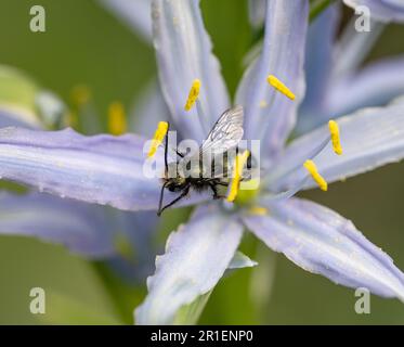 Ape Mason impollinante di un fiore di camas blu (Osmia lignaria) Foto Stock