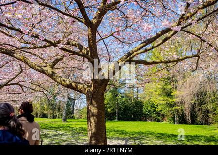 Fioritura primaverile dei ciliegi al cimitero di Bispegjerg a Copenaghen, Danimarca Foto Stock