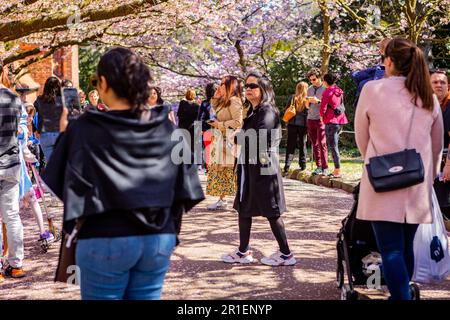 Le persone che visitano la fioritura primaverile dei ciliegi al cimitero di Bispegjerg a Copenaghen, Danimarca Foto Stock