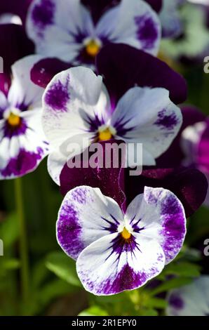 Gruppo di piccole violette in fiore in viola e bianco nel giardino in primavera in Svezia. Foto Stock
