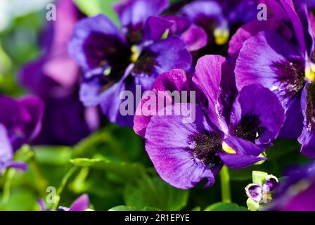 Primo piano di fiori di colore blu e viola in un aiuola in primavera. Foto Stock